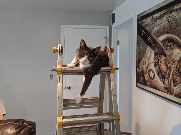 Stewart Painting and Handyman Services Llc.
