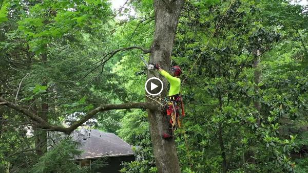 Restoration Tree Care