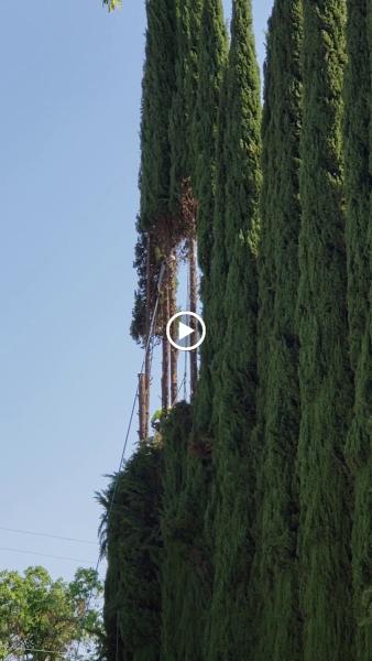 Charles Schwab's Tree Service Inc.