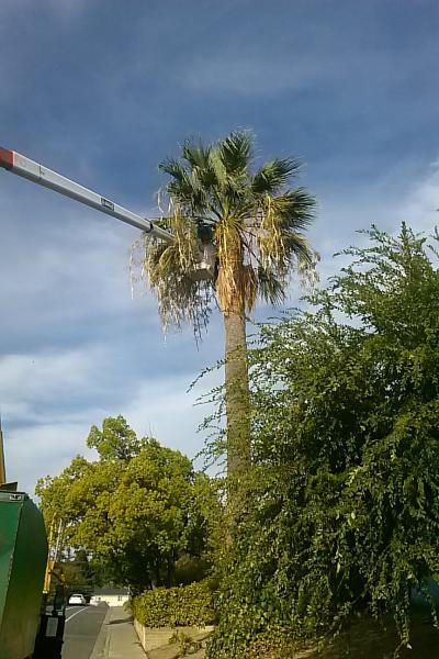 Charles Schwab's Tree Service Inc.