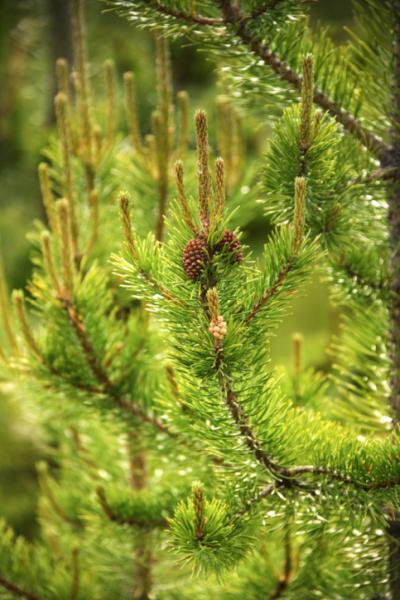 Mike's Tree Services