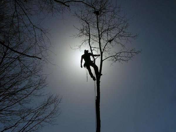 Simplethanks Tree Care