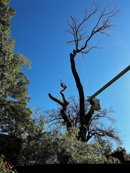 RJ Tree Service
