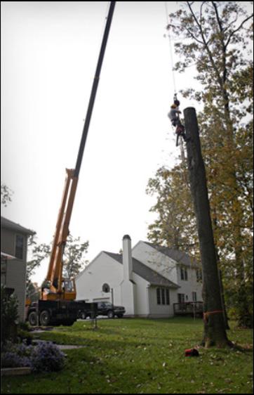 Charlie Seek Tree Services