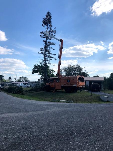 Critical Tree Service