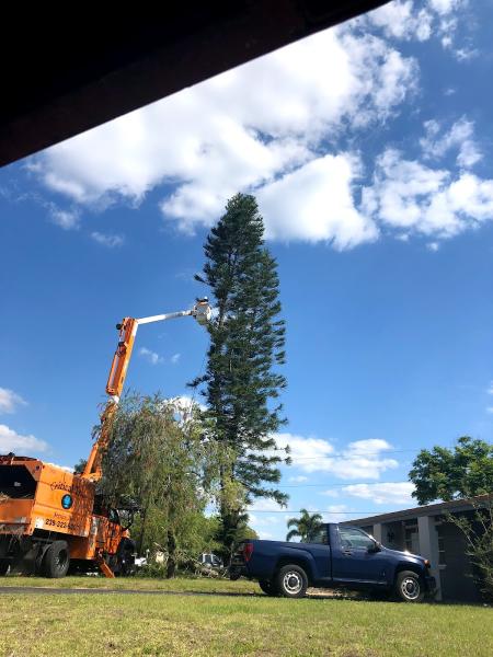 Critical Tree Service