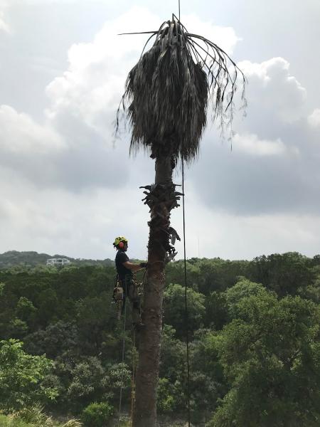 Full Canopy Tree Care