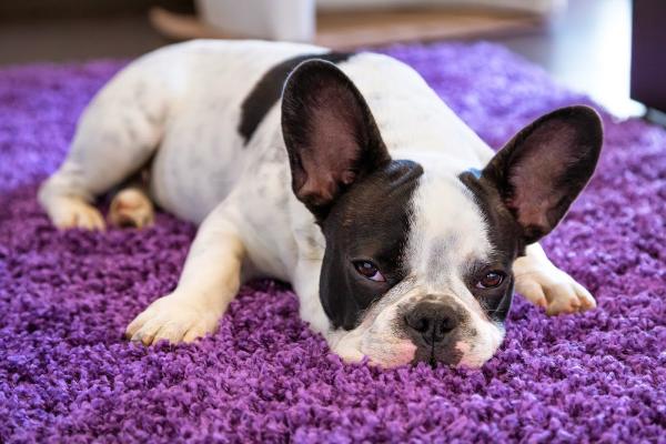 Royal Treatment Carpet & Upholstery Cleaning