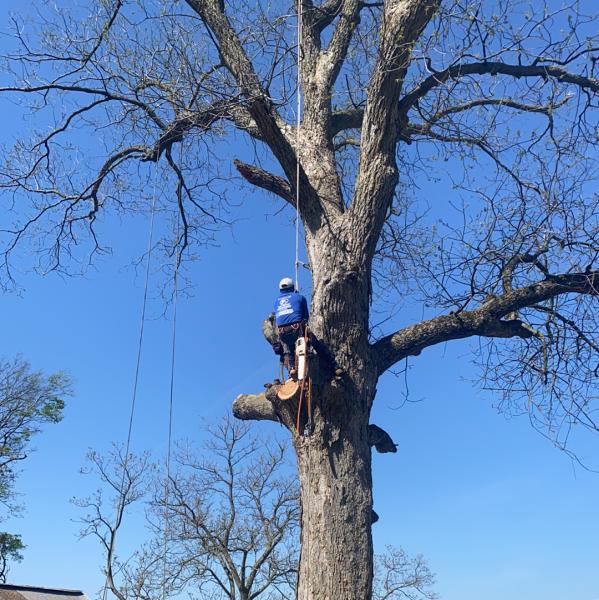 Pastor Tree Services