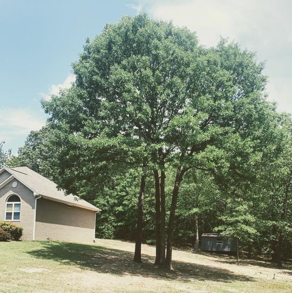 Pastor Tree Services