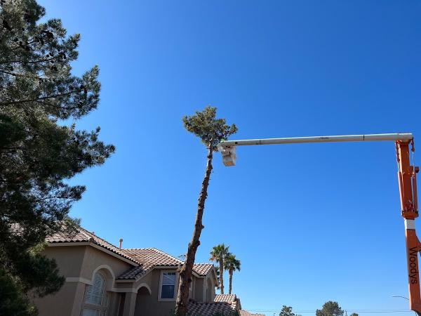 Woodys Tree Service LLC