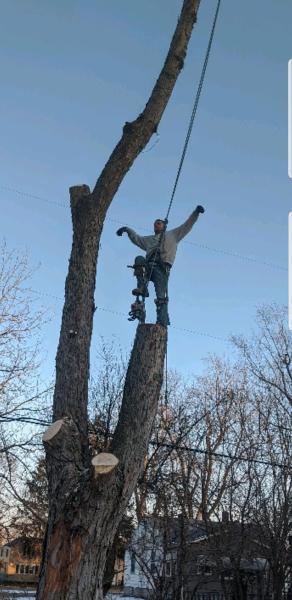 Climber FOR Hire Tree Service