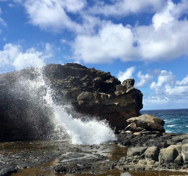 Maui Roost