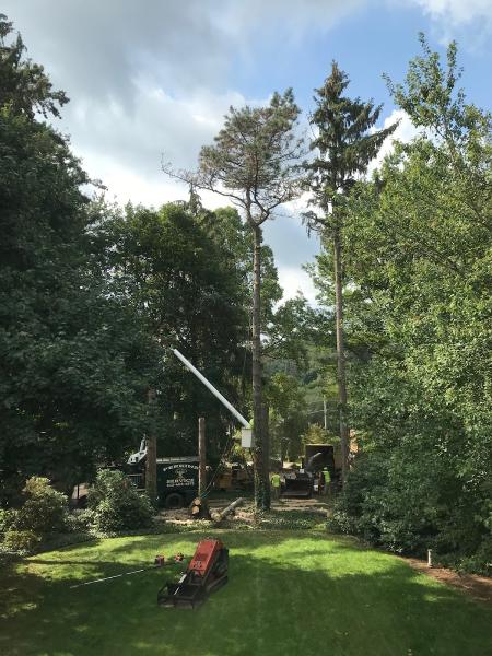 Perkins Tree Service
