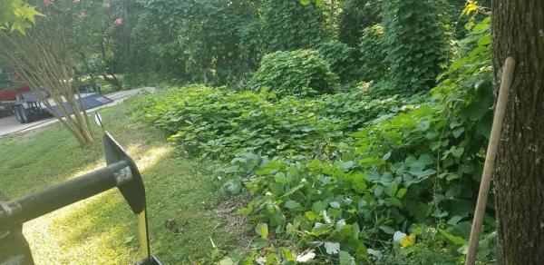 Lawn Mowed?