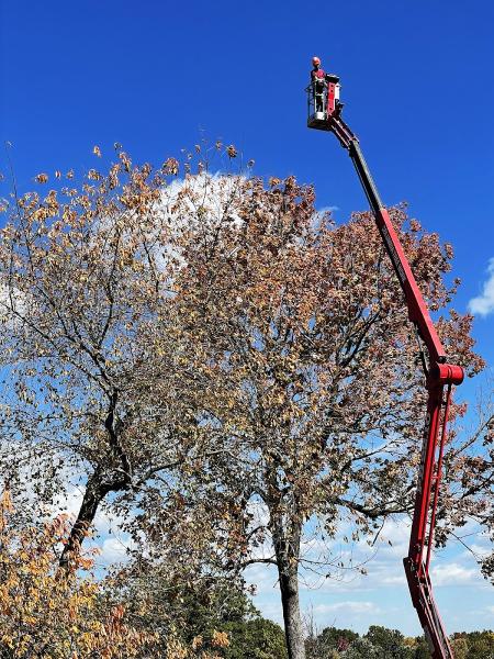Columbia Tree Work