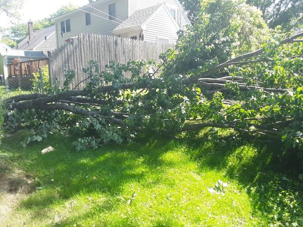 207 Landscaping Tree Service