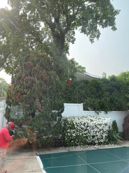 Hutchinson Tree Care