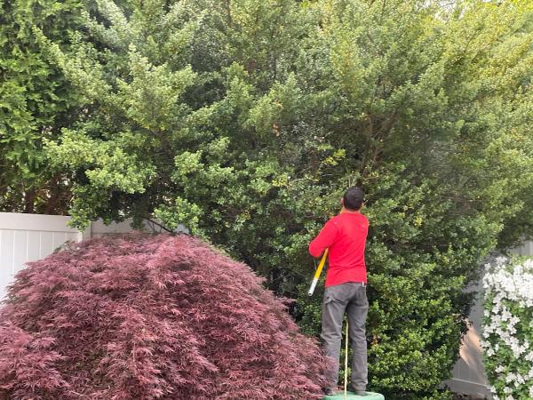 Hutchinson Tree Care