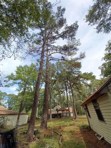 Zamudio Tree Service
