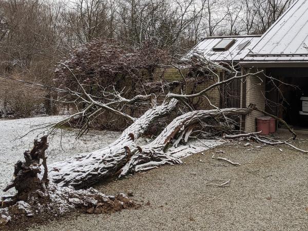 Heard's Tree Services