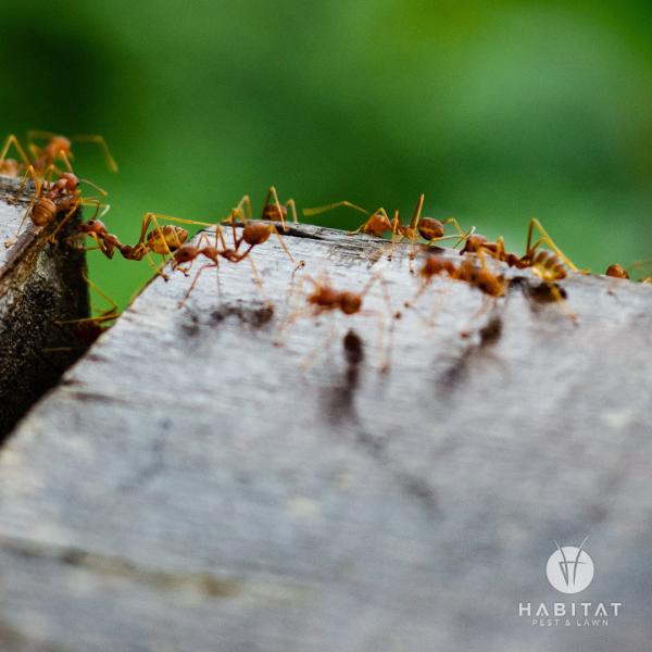 Habitat Pest & Lawn