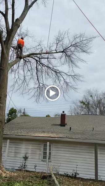 Alpha Tree Solutions