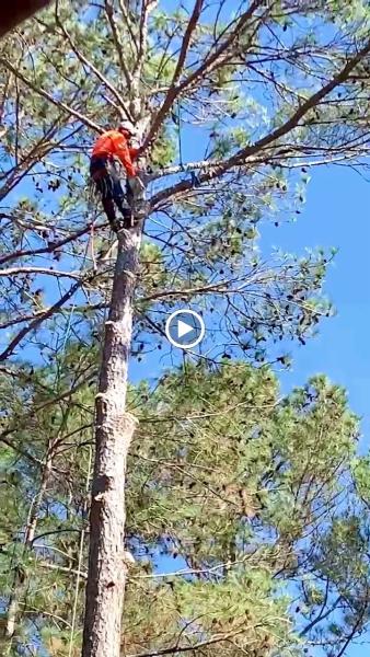 Alpha Tree Solutions