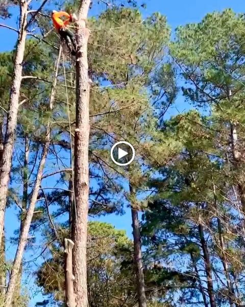 Alpha Tree Solutions