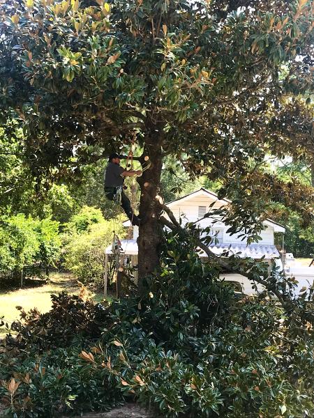 Alpha Tree Solutions