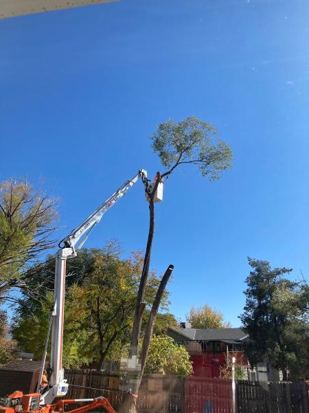 Alpine Tree Service