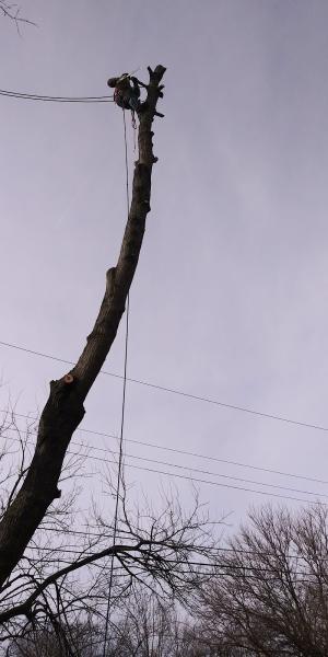 Cj's Lawn and Tree Service