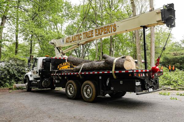 Atlantic Tree Experts