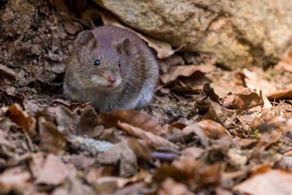 Fox Valley Environmental Pest Control