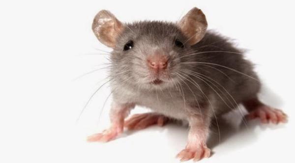 Fox Valley Environmental Pest Control