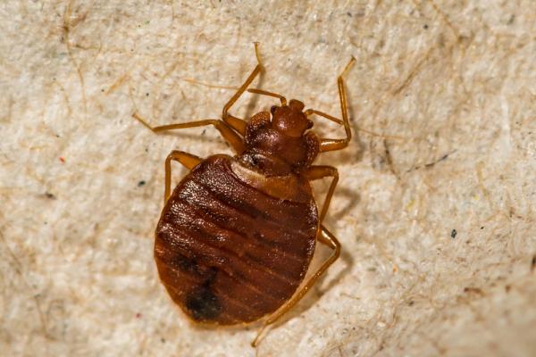 Bug-a-Way Termite & Pest Control