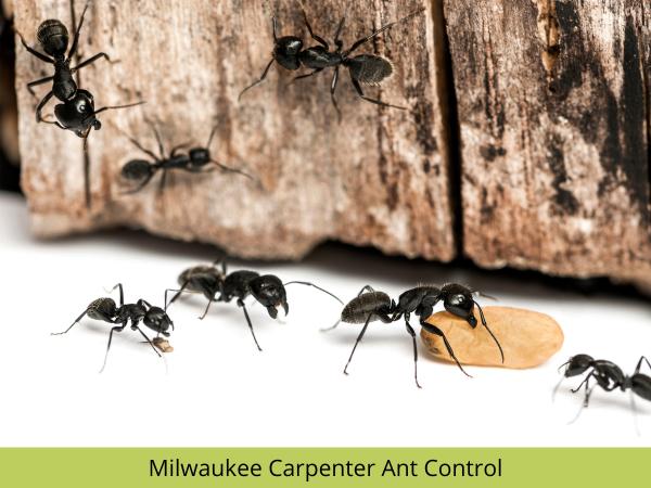 Nexus Pest Solutions