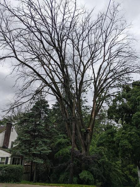 Shark Tree Service