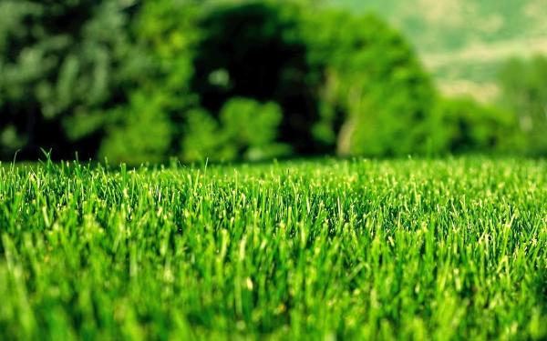 BR Green Lawn Care