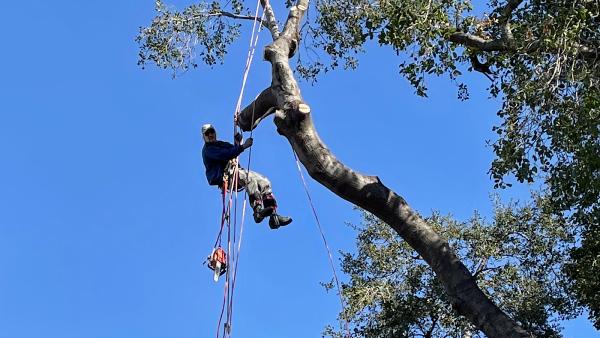Bellizzi Tree Service