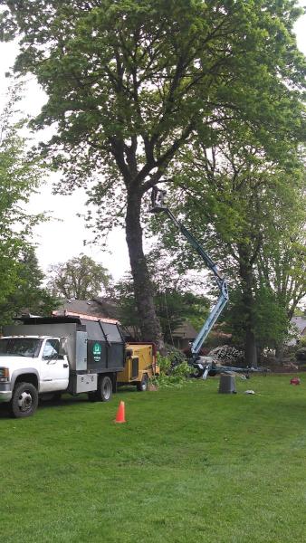 LJ Tree Care LLC