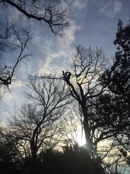 TTM Tree Service & Landscaping
