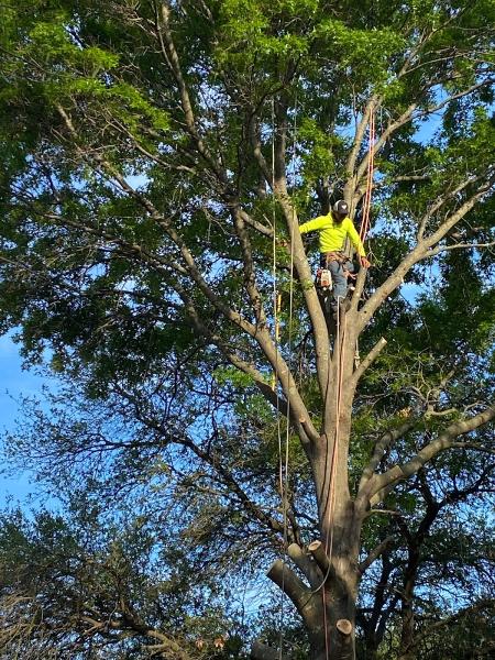 TTM Tree Service & Landscaping