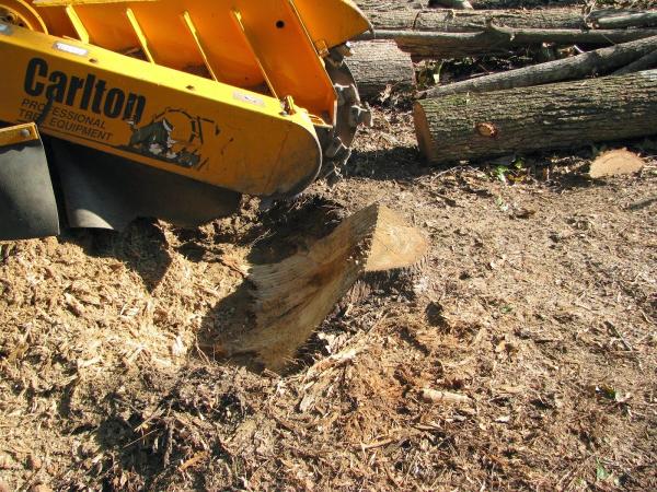 BSG Stump Grinding