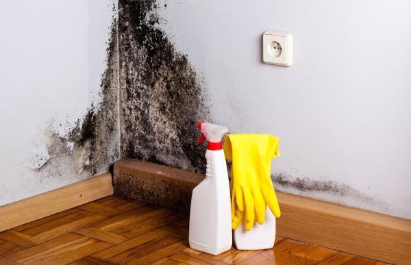Mold Experts