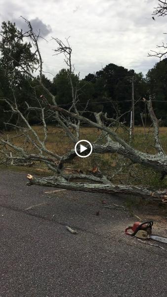 Trinity Tree Service LLC