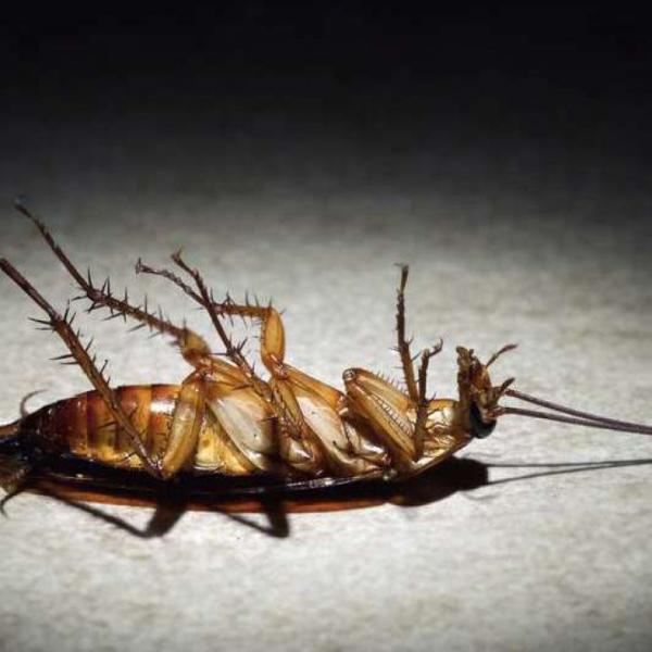 Town and Country Pest Solutions