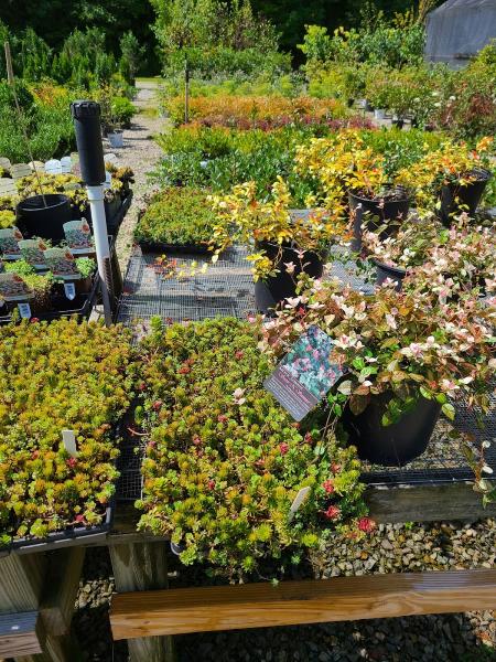 Raywood Landscape Center