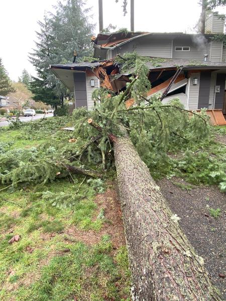 Toto's Tree Service LLC