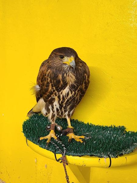 West Coast Falconry